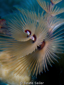 X-mas tree worm by Beate Seiler 